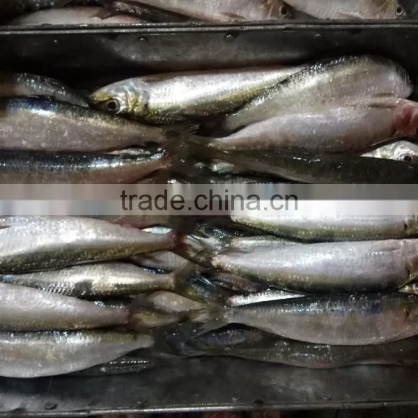 High-quality Sardine For Bait on Sale photo-2