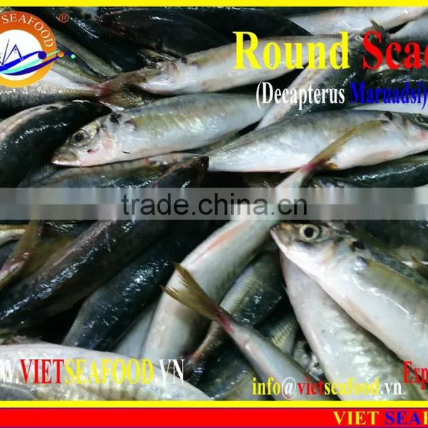 FROZEN MARUADSI WHOLE ROUND (ROUND SCAD) photo-6