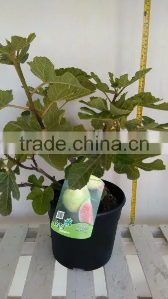 Ficus Carica "Mini Copa" photo-4