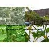 Climbing Plant Support Net&mesh Pea&bean Net&mesh Extruded Agriculture Net&mesh(factory) photo-3
