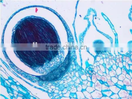 Plant Cell Sides , Ell Slides of Botany ,slides Cee of Biology photo-5