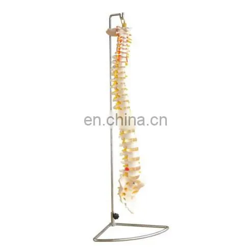 Factory Made MKR-104C Medical Anatomical Skull Model With Colored Bones photo-3