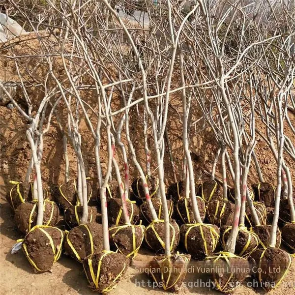 This Year, the Price of a Wisteria Sapling With a Ground Diameter of 1 Cm, a Climbing Plant in Jiangsu Area, From a Ground Cover Plant Base photo-2