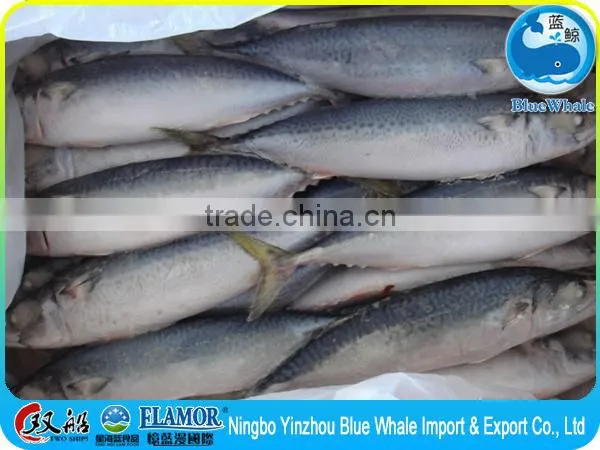 Frozen Pacific Mackerel 300g photo-3