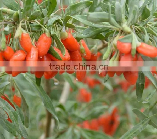 Manufacture Goji Berry, Bulk Goji Berry Price photo-2