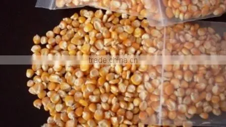 Yellow Maize