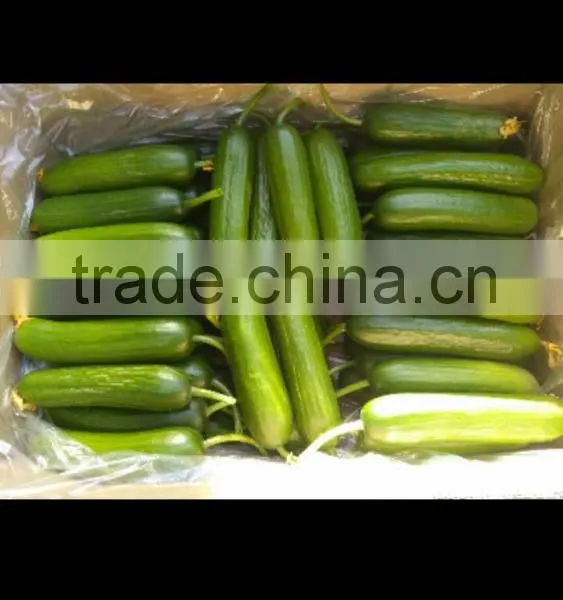 Fresh Cucumber