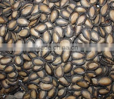 Water Melon Seeds photo-3