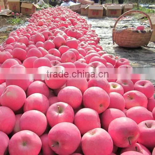 Chinese Fresh Fuji Apple With Best Price for Export photo-5