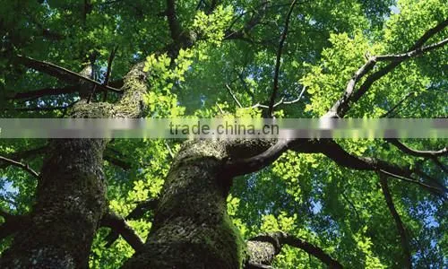 Ulmus Pumila L. Tree photo-4