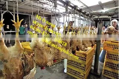Chicken Slaughter Machine/ Halal Chicken Slaughter Machine Line photo-6