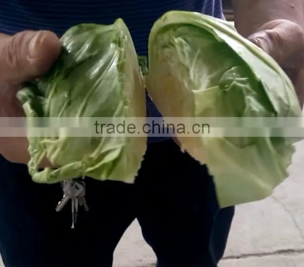 Fruit Vegetable Chinese Cabbage Half Cutting Machine Cutter photo-5