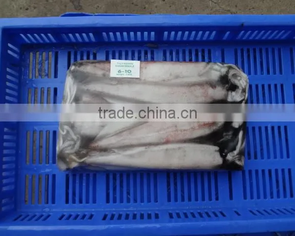 Squid Needle photo-4