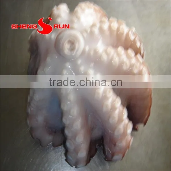 Baby Octopus photo-6