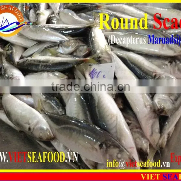 FROZEN MARUADSI WHOLE ROUND (ROUND SCAD) photo-5