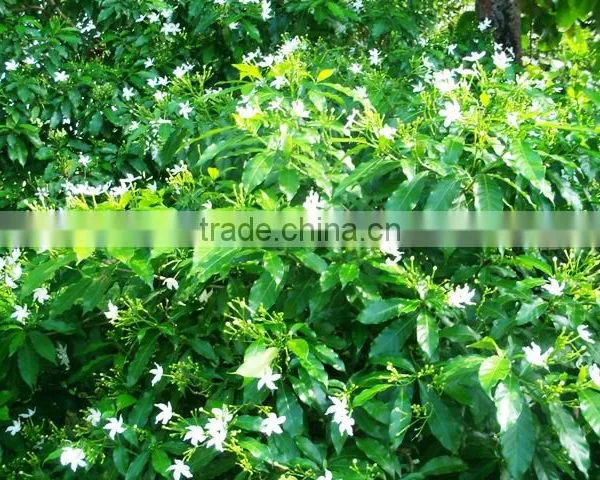 JASMINE ABSOLUTE OILS photo-3