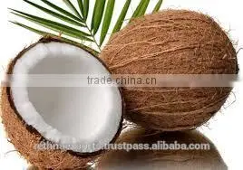 Fresh Vegetable and Fruit Supplier photo-5