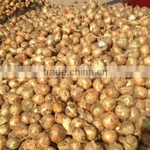 Onion Importers Malaysia