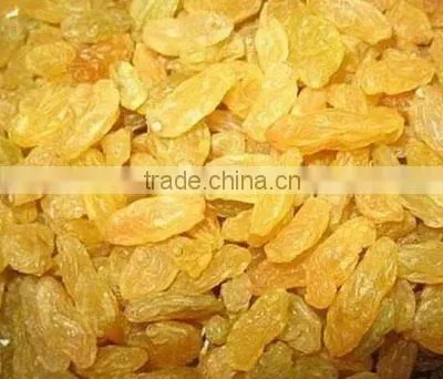 Golden Raisin Yellow Raisin Green Raisin photo-2