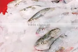 Easy Installation Flake Ice Machines With Best Services photo-4