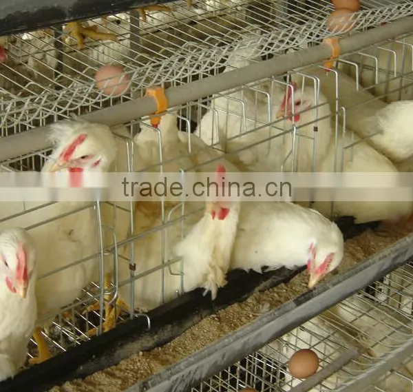 Anping Factory Chicken Egg Laying Cage for Farm photo-4