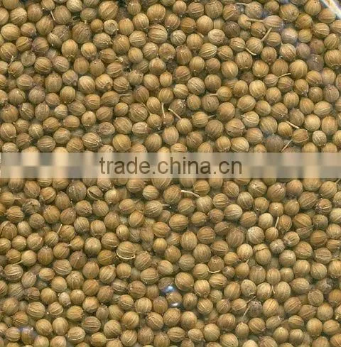 Coriander