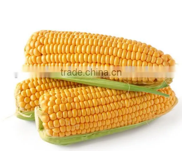 Canned Food Best Canned Sweet Corn Kernel With Good Price photo-5