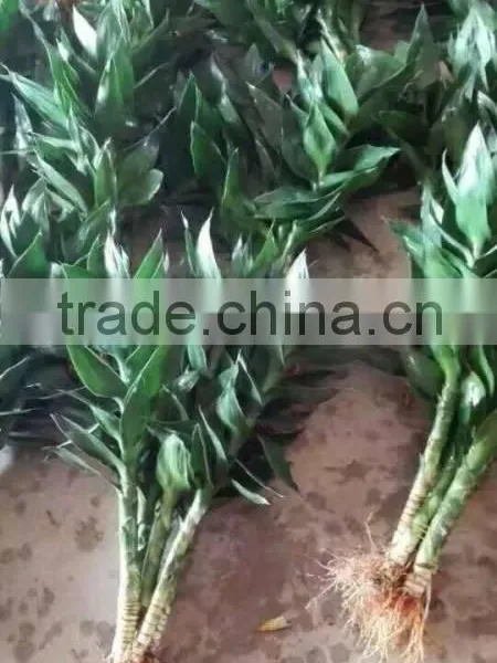 Lucky Bamboo photo-3