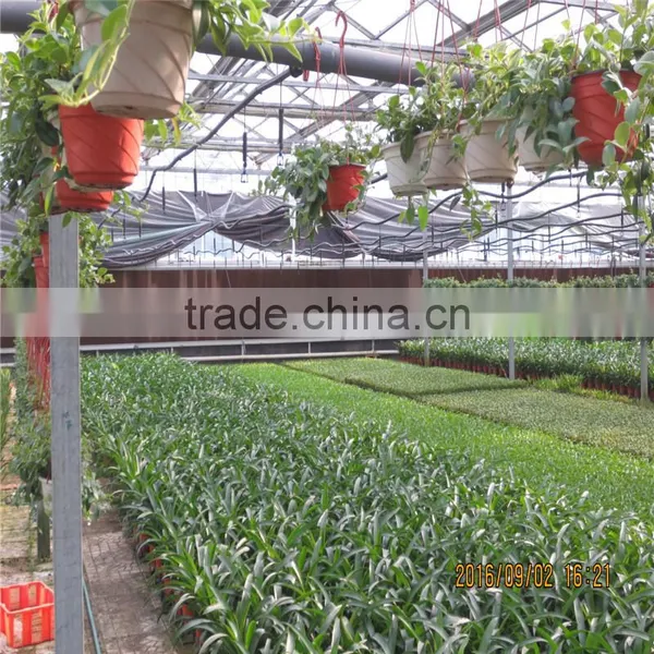 Natural Ventilation Green House for Vegetables photo-3