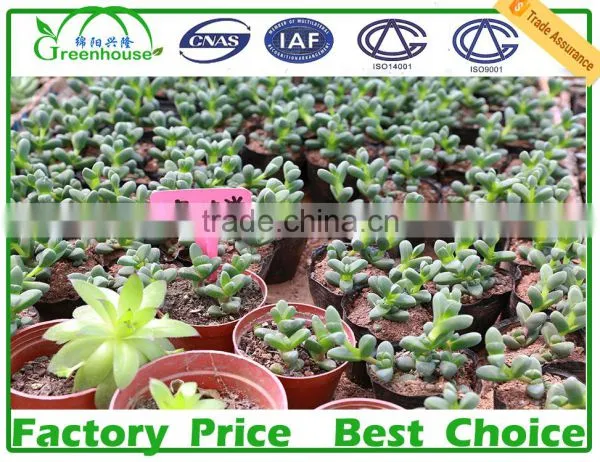 200 Micron UV Resistant Multi Span Plastic Film Agricultural Commercial Greenhouse photo-6