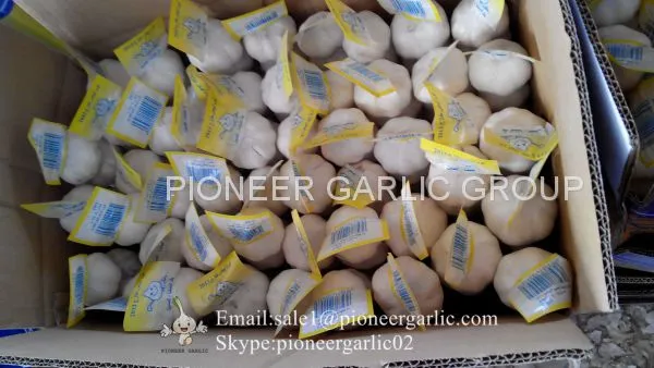 2017 Crop Snow Pure White Garlic 5.5cm In Mesh Bag
