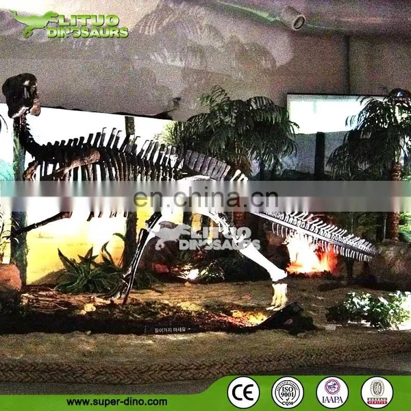 Museum Display Actual Size Dinosaur Skeleton photo-2