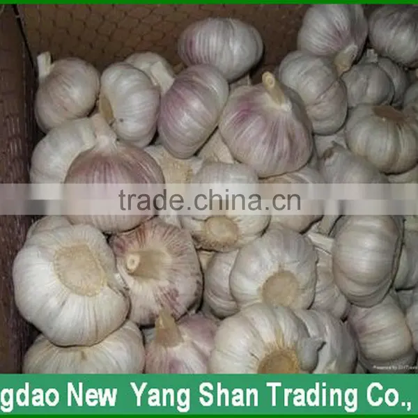 Red Onion /yellow Onion/purple Onion Exports Are of Good Quality photo-4