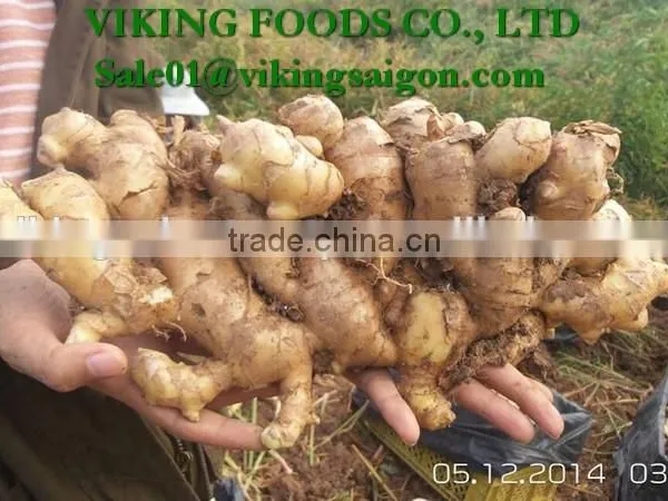 FRESH GINGER _ HIGH QUALITY photo-4