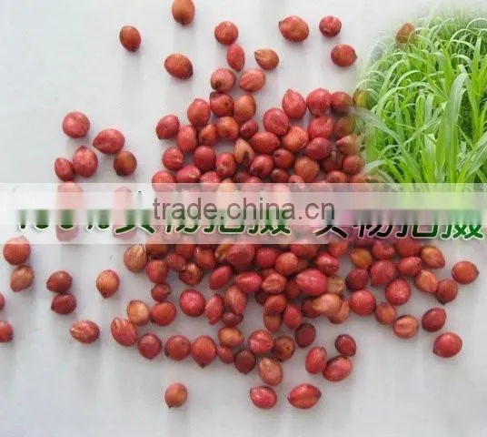 2016 Newest Forage Grass Seeds Gaodan Grass Seeds Sorghum Sudan Grass Seeds For Growing photo-5