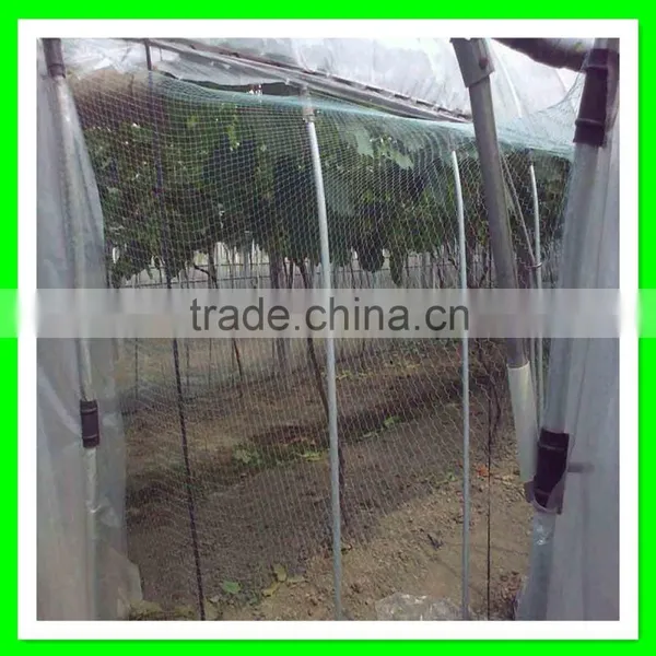 Henan Suntex Professional Supply Anti Bird Net/orchad Anti Bird Net/anti Pheasant Net photo-4