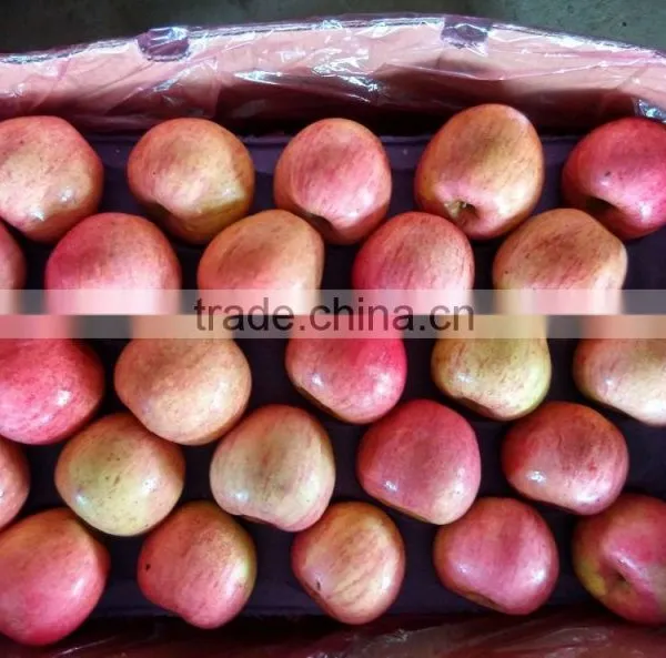 2015 Shandong FUJI APPLE photo-4