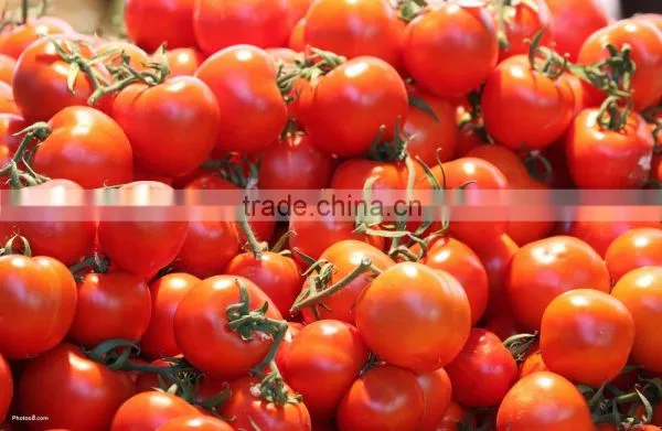 High Quality Fresh Tomato for Sale