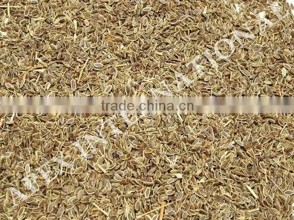 Spice-Dill Seeds / Anthem Graveolens / Suwa photo-2