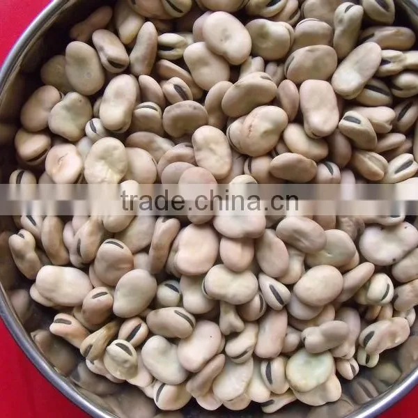 Price of Broad Beans / Faba Beans / Fava Beans for Cannery photo-3