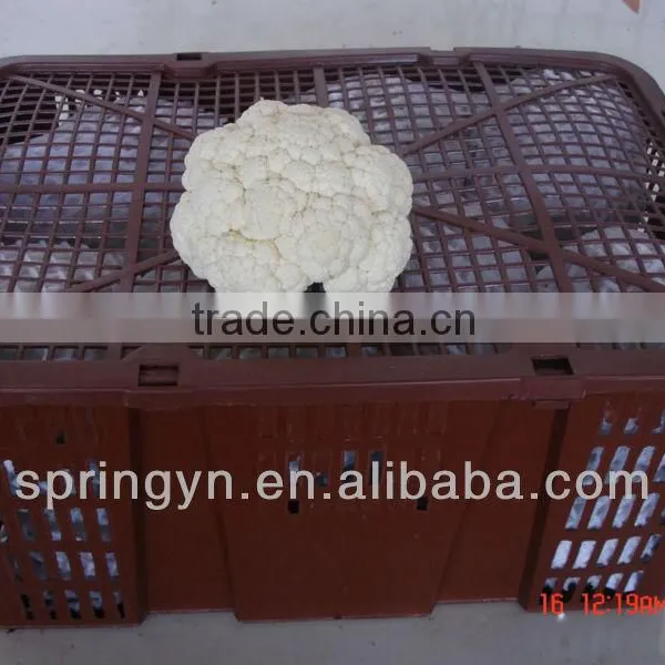High Quality Cauliflower photo-2