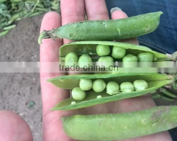 Frozen Green Pea photo-6