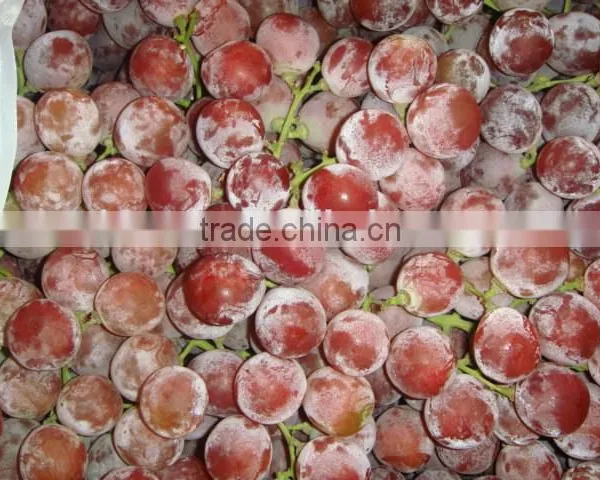 Fresh Seeded Grapes Fruits With Reasonable Price