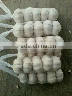 Chinese White Garlic