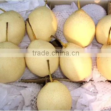 China Seasonal Fruit Asian Pear photo-2