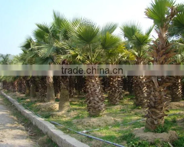 Washingtonia FiliferaLinden.Wendland of Outdoor Ornamental Decrotive Landscaping Palm Trees Plants photo-3