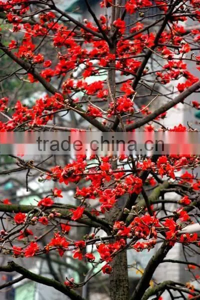 Gossampinus Malabarica Seedling photo-5