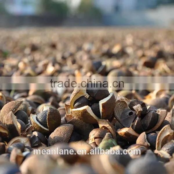 no Fertilizer & no Pesticide Camellia Oil Seed/tea Seed USDA NOP Organic Certificate photo-2