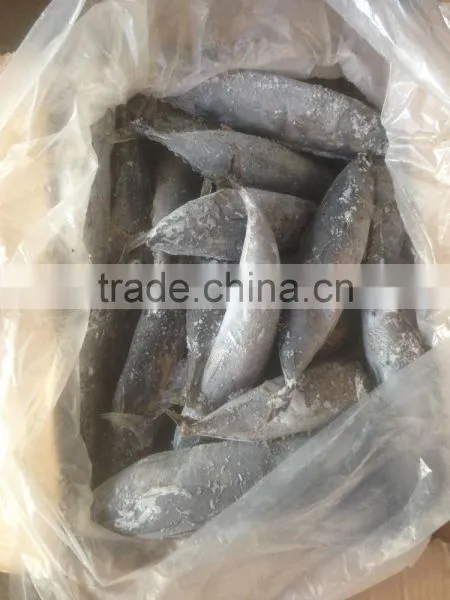 Sea Frozen Bonito Tuna photo-4