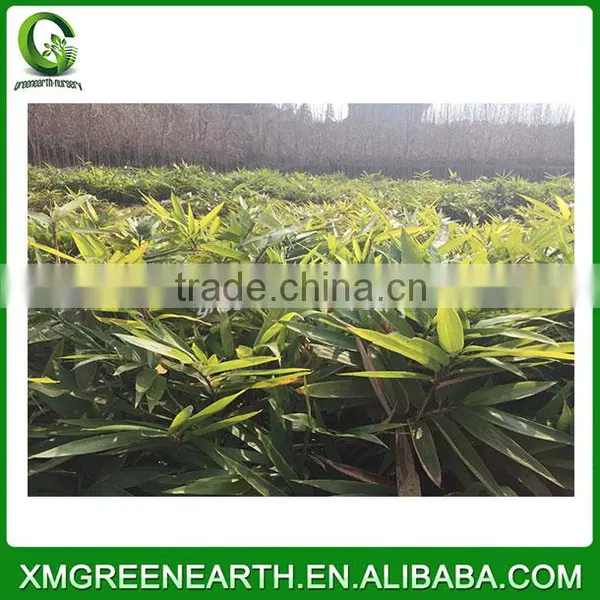 PHYLLOSTACHYS PUBESCENS -- Moso Bamboo Small Plant in Plastic Pots (3)